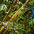 Bamboo 2