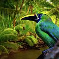 Emerald and Blue Toucan 