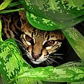 Ocelot