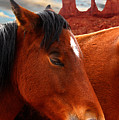 Horse in Monument Valley